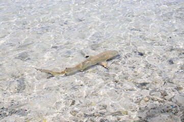 Requin de lagon à Rangiroa, Polynésie française