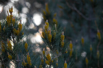 autumn in the forest