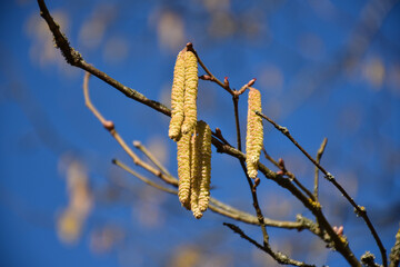 Sunlit catkins on a twig