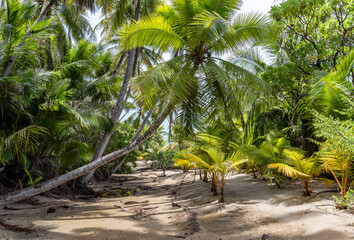 Forêt de palmiers sur une île à Rangiroa, Polynésie française