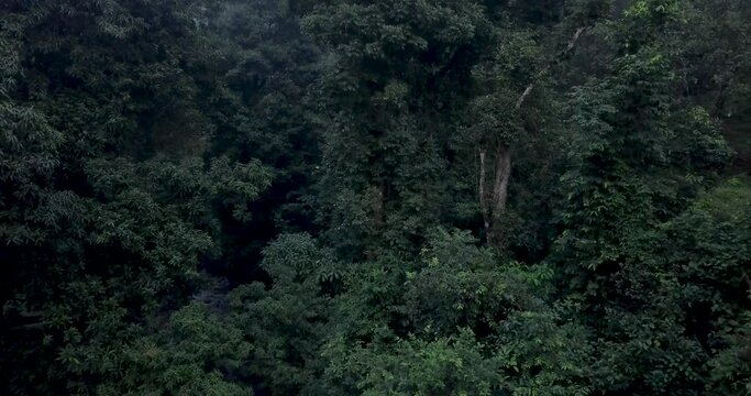 Beautiful green jungle of the Cotigao Wildlife Sanctuary in Netravali, South Goa -aerial