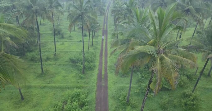 Lone Person Walking On The Trail Between Palm Trees On Meadow Landscape At Cotigao Wildlife Sanctuary In South Goa, India. - Aerial Wide Shot