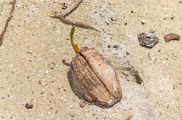 Coco sur une plage à Rangiroa, Polynésie française