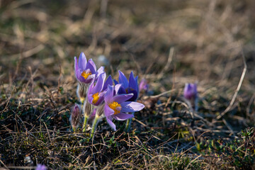 Gewöhnliche Kuhschelle, Pulsatilla vulgaris	