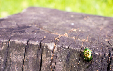 Beetle green rose chafer sits on a stump aka Cetonia aurata