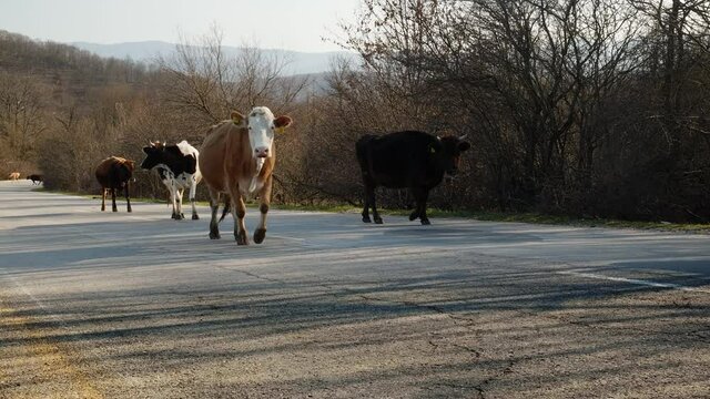 Herd of cows with cowbells and tagged ears walking uphill left to right on a tarmac country road in slow motion in Bulgarian countryside daylight time in March.