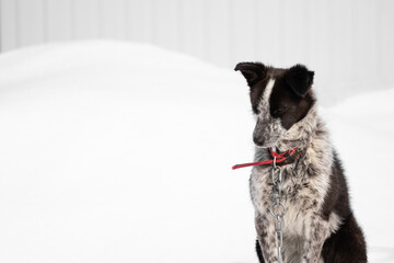 Portrait of a spotted black-white dog in the winter sitting on the snow. A mongrel in an animal shelter. Pets with unusual appearance. A dog with a sad look and a bowed head. Copy space.