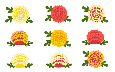 マリーゴールドの花　イラスト