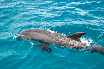 Dauphin sauvage dans le lagon de Rangiroa, Polynésie française