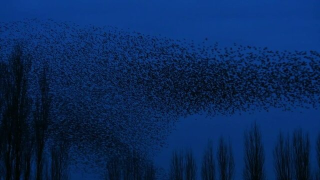 European starling murmuration / large flock of common starlings (Sturnus vulgaris) flying over treetops silhouetted at dusk