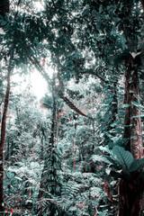 passage in the jungle tidewater green foliage