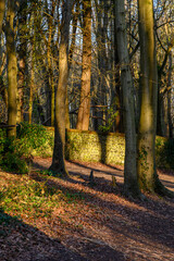 Golden morning sun in a wood