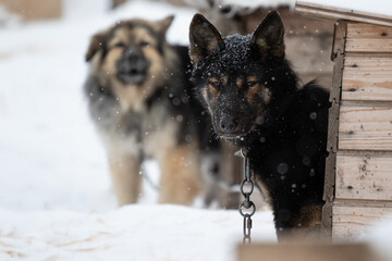 A black mongrel similar to a German shepherd looks out of a booth in winter. The animal looks into the camera. Cold winter weather. Snowing. Displeased look of the dog. Barking dog. High quality photo