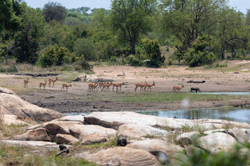 herd of impala