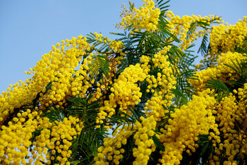 mimosa