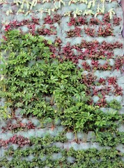 Green wall architecture