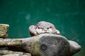 Otter rests on a rock after a swim