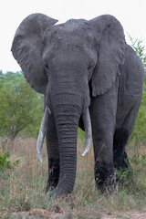 african elephant bull