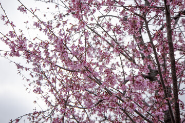 桜の枝
