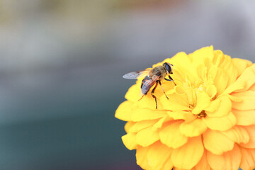 Bee on a large yellow zinnia flower collects pollen. Copy space