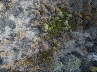 Aerial Burnt out tree remnants of a forest fire