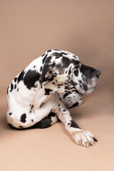 A black and white Great Dane or German Dog, the largest dog breed in the world, Harlequin fur, lying isolated in beige