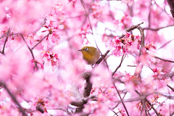 桜とメジロ