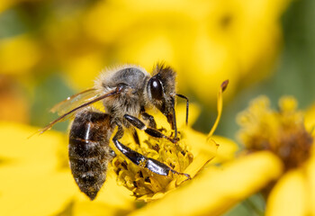 A honey bee collecting pollen at stamens in a flower. A bee working on a garden flower.