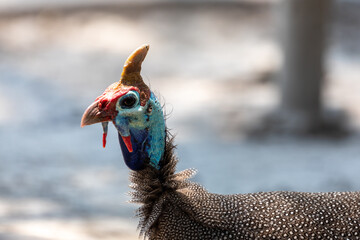 guinea fowl