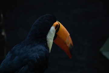 A toucan bird with a large bright orange beak sits on a branch. Close-up portrait.