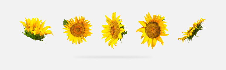 Beautiful fresh yellow sunflower with green leaves isolated on gray background. Different types of...