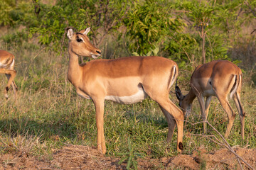 impala antelope in kruger national park