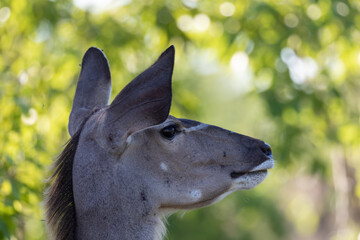 portrait of a kudu doe