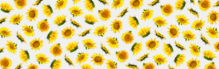 Yellow sunflowers, green leaves on gray background Flat lay pattern. Beautiful sunflowers floral card. Harvest time, agriculture, farming. Creative background with Sunflower. Template for design