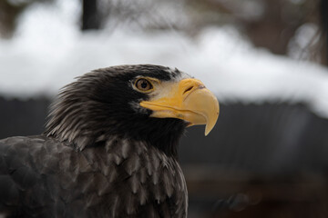 Portrait of a Steller's sea eagle close up