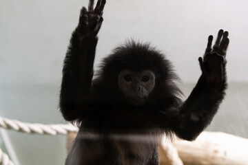 Portrait of a monkey on a gray background close-up 
