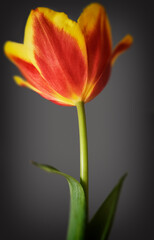 Tulip in colour