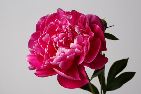 Beautiful bright pink peony flower isolated on gray background.