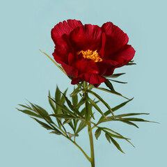 Dark red peony flower isolated on a blue background.