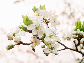 Beautiful apple tree flowers