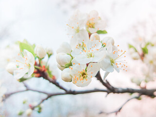 Beautiful apple tree flowers