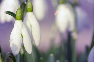 Fototapeta premium Snowdrops on bokeh background in sunny spring garden under sunbeams.