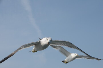 宮城県松島のカモメ（鳥の飛翔）