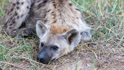 spotted hyena in the savannah