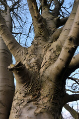 Fototapeta premium close up of a large old beech tree trunk with branches and twigs against a blue sky
