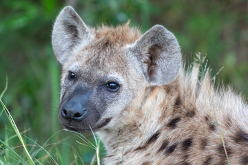 spotted hyena