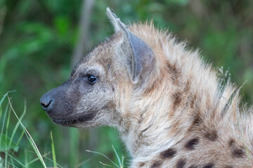 spotted hyena