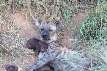 hyena and cub