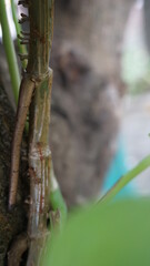 a photo of several ants walking on the branches of trees and leaves and then lined up very neatly