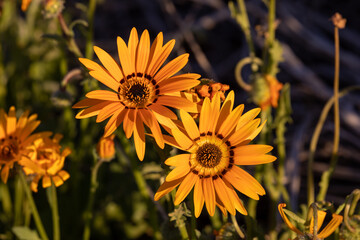 gazania